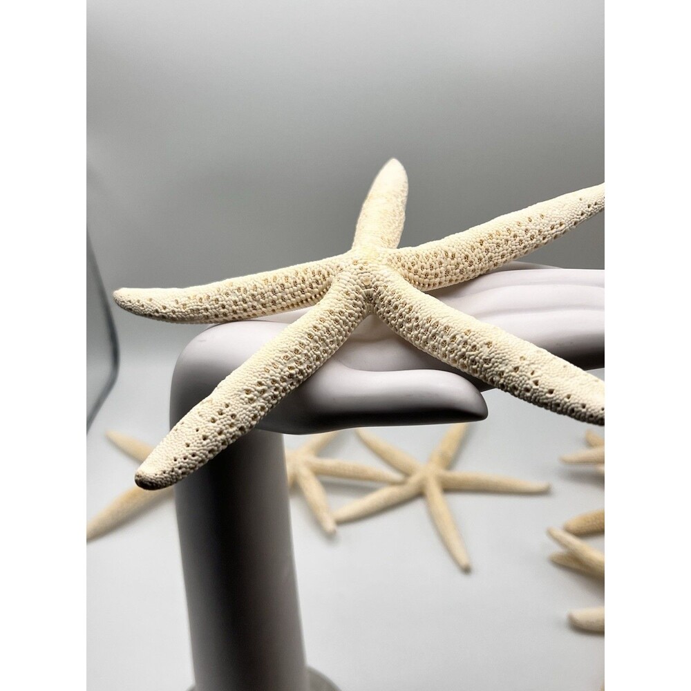 XLarge Natural Dried White Finger Starfish Lot of 4 Coastal Beach Decor Craft 8”